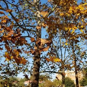 Meet your Posher, Alison